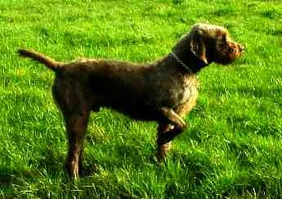 Pudelpointer - Large dog breed