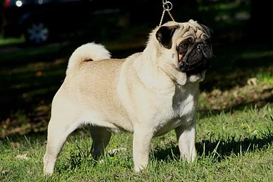 Pug - Small dog breed
