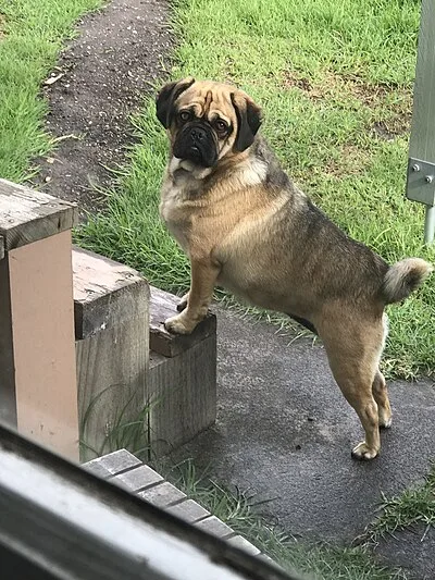 Puggle - Small-Medium dog breed