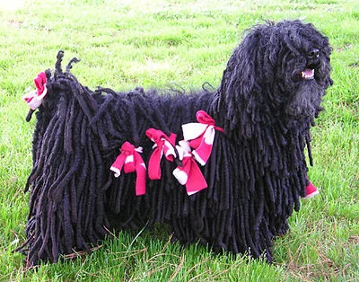 Puli - Medium dog breed