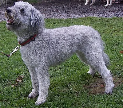 Pumi - Medium dog breed