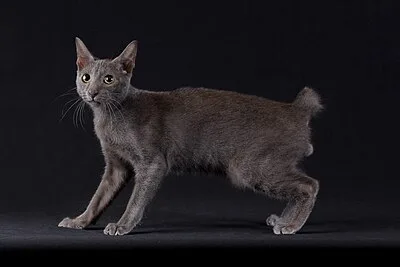 Raas - Medium-Large cat breed