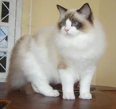 Ragdoll - Large cat breed