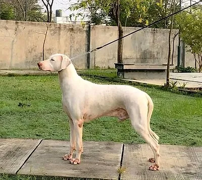 Rajapalayam - Large dog breed