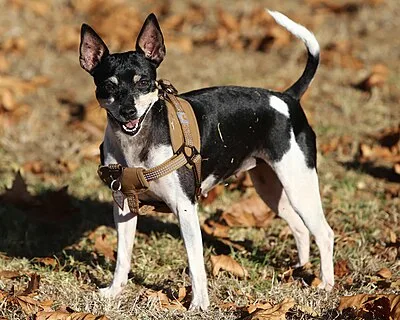 Rat Terrier - Small-Medium dog breed