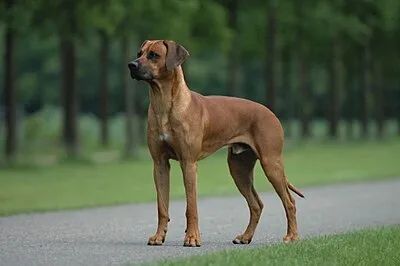 Rhodesian Ridgeback - Large dog breed