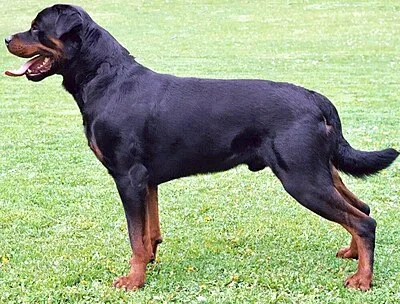 Rottweiler - Large dog breed