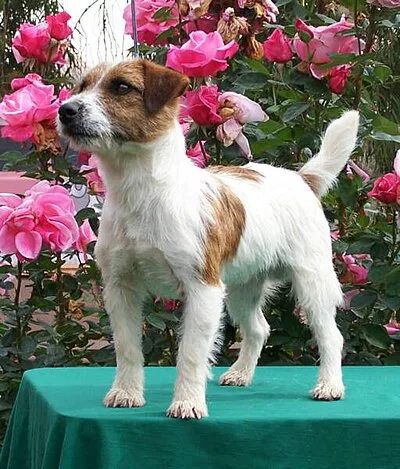 Russell Terrier - Small dog breed