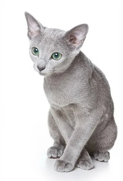 Russian Blue - Medium cat breed