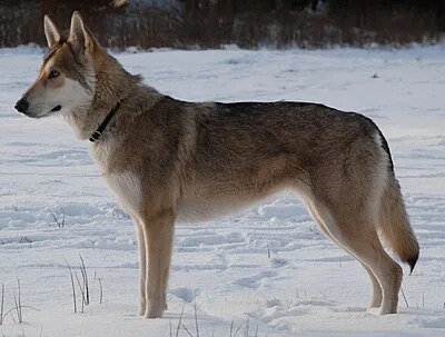 Saarloos Wolfdog - Large dog breed