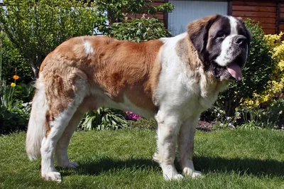 Saint Bernard - Giant dog breed