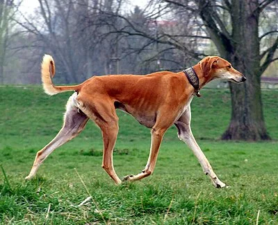 Saluki - Large dog breed