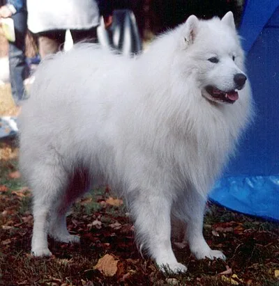 Samoyed - Medium-Large dog breed