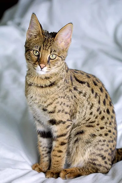 Savannah - Large cat breed
