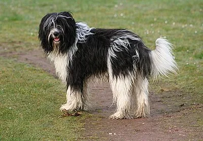 Schapendoes - Medium dog breed