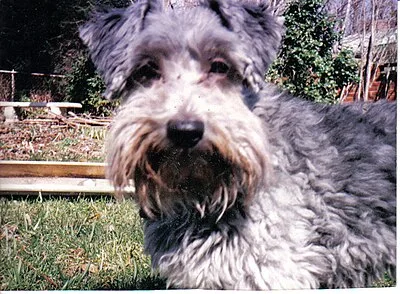 Schnoodle - Varies dog breed