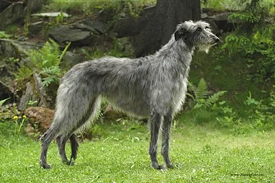 Scottish Deerhound - Giant dog breed
