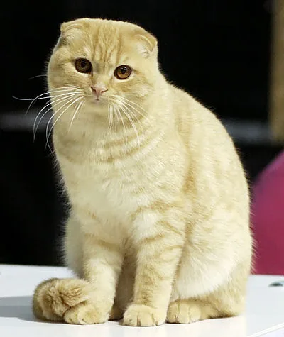 Scottish Fold - Medium cat breed