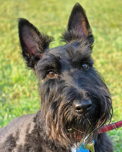 Scottish Terrier - Small dog breed