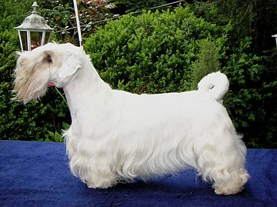 Sealyham Terrier - Small dog breed