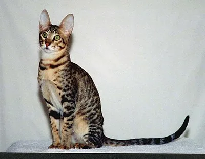 Serengeti - Medium-Large cat breed