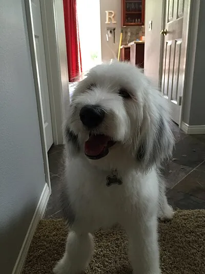 Sheepadoodle - Large dog breed