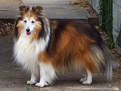 Shetland Sheepdog - Small-Medium dog breed