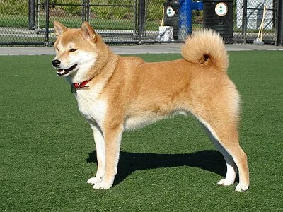 Shiba Inu - Small-Medium dog breed