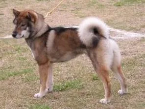 Shikoku - Medium dog breed