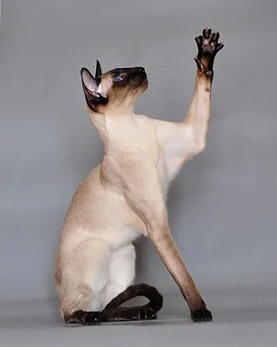 Siamese - Medium cat breed