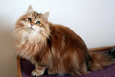 Siberian - Medium-Large cat breed