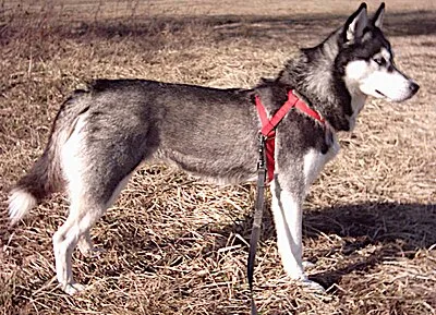 Siberian Husky - Medium-Large dog breed
