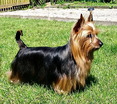 Silky Terrier - Small dog breed