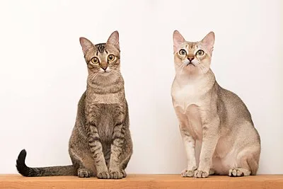 Singapura - Small cat breed