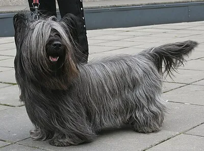 Skye Terrier - Small-Medium dog breed