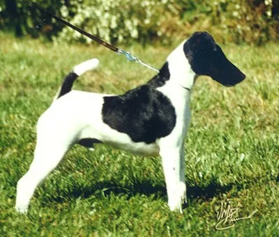 Smooth Fox Terrier - Small dog breed