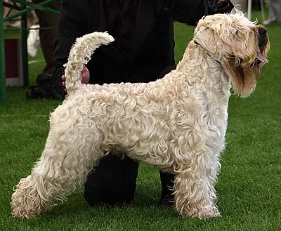 Soft-Coated Wheaten Terrier - Medium dog breed