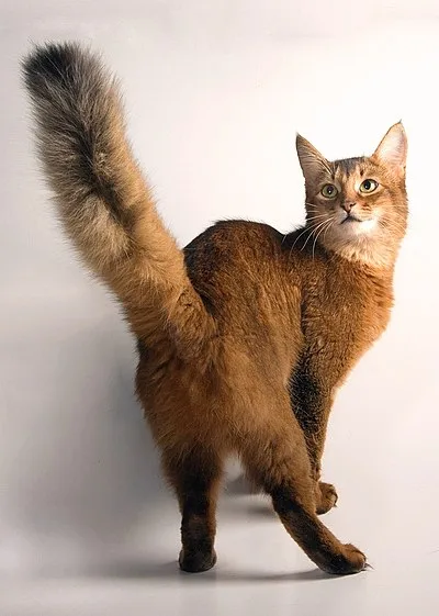 Somali - Medium cat breed