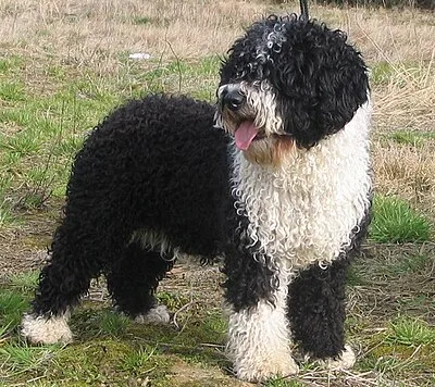 Spanish Water Dog - Medium dog breed