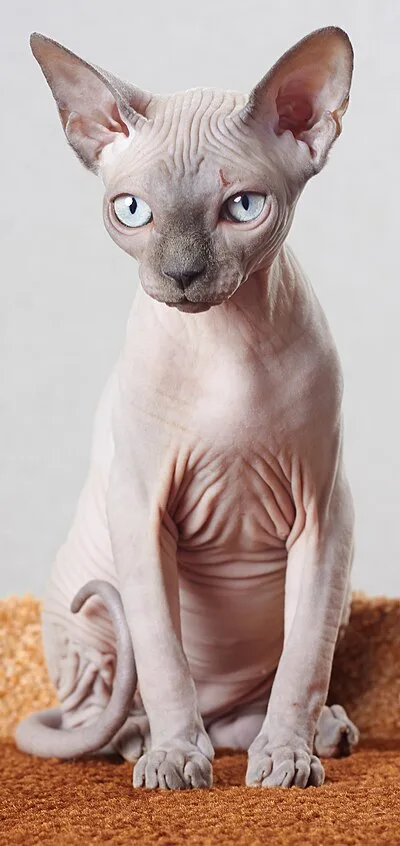 Sphynx - Medium cat breed