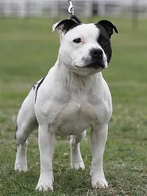 Staffordshire Bull Terrier - Medium dog breed