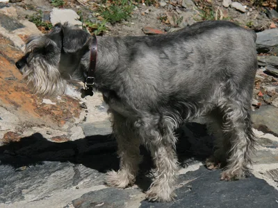 Standard Schnauzer - Medium dog breed