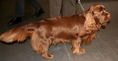 Sussex Spaniel - Medium dog breed