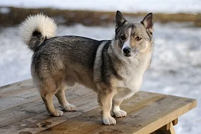 Swedish Vallhund - Small-Medium dog breed