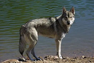 Tamaskan - Large dog breed