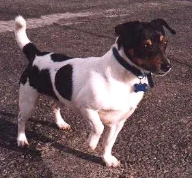 Teddy Roosevelt Terrier - Small dog breed