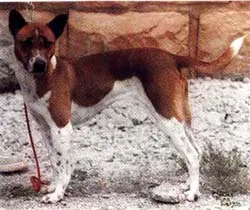 Telomian - Small-Medium dog breed