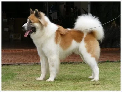 Thai Bangkaew Dog - Medium dog breed