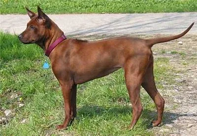 Thai Ridgeback - Medium-Large dog breed