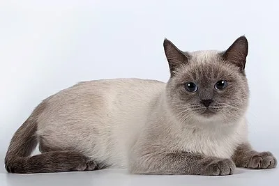 Thai - Medium cat breed